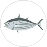 のカツオイラスト