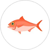 キンメダイのイラスト