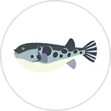 トラフグのイラスト