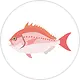 マダイのイラスト