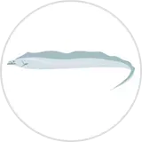 タチウオのイラスト