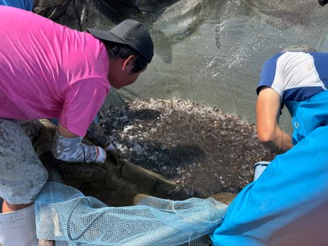 マダイを捕まえる様子の画像