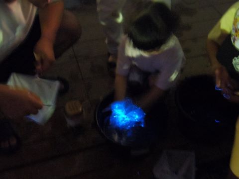 採取したウミホタルの画像