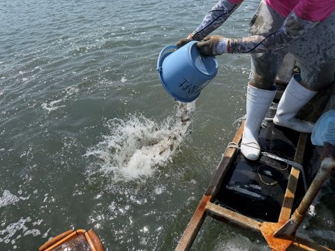 マダイを放流する様子の画像