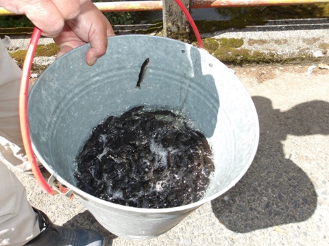 湊川漁協 アユ