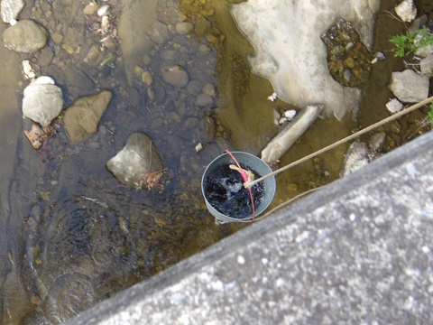 湊川漁協 稚魚の放流