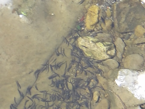 湊川漁協 アユの放流