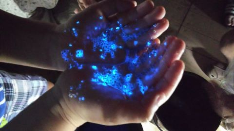 ウミホタル採集体験の画像